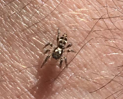 Salticus sp.